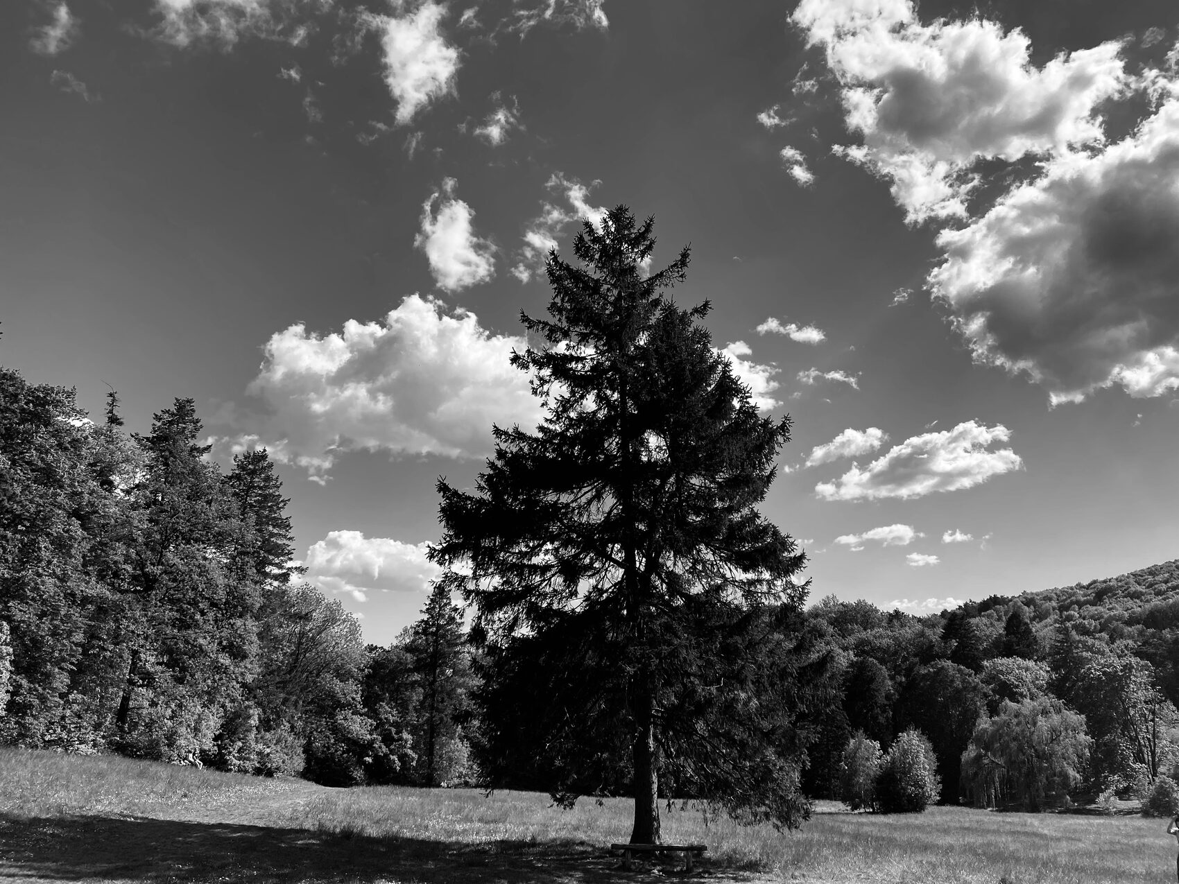Black-and-white photograph of a lone fir tree under dramatic clouds — by Francisco Queirós