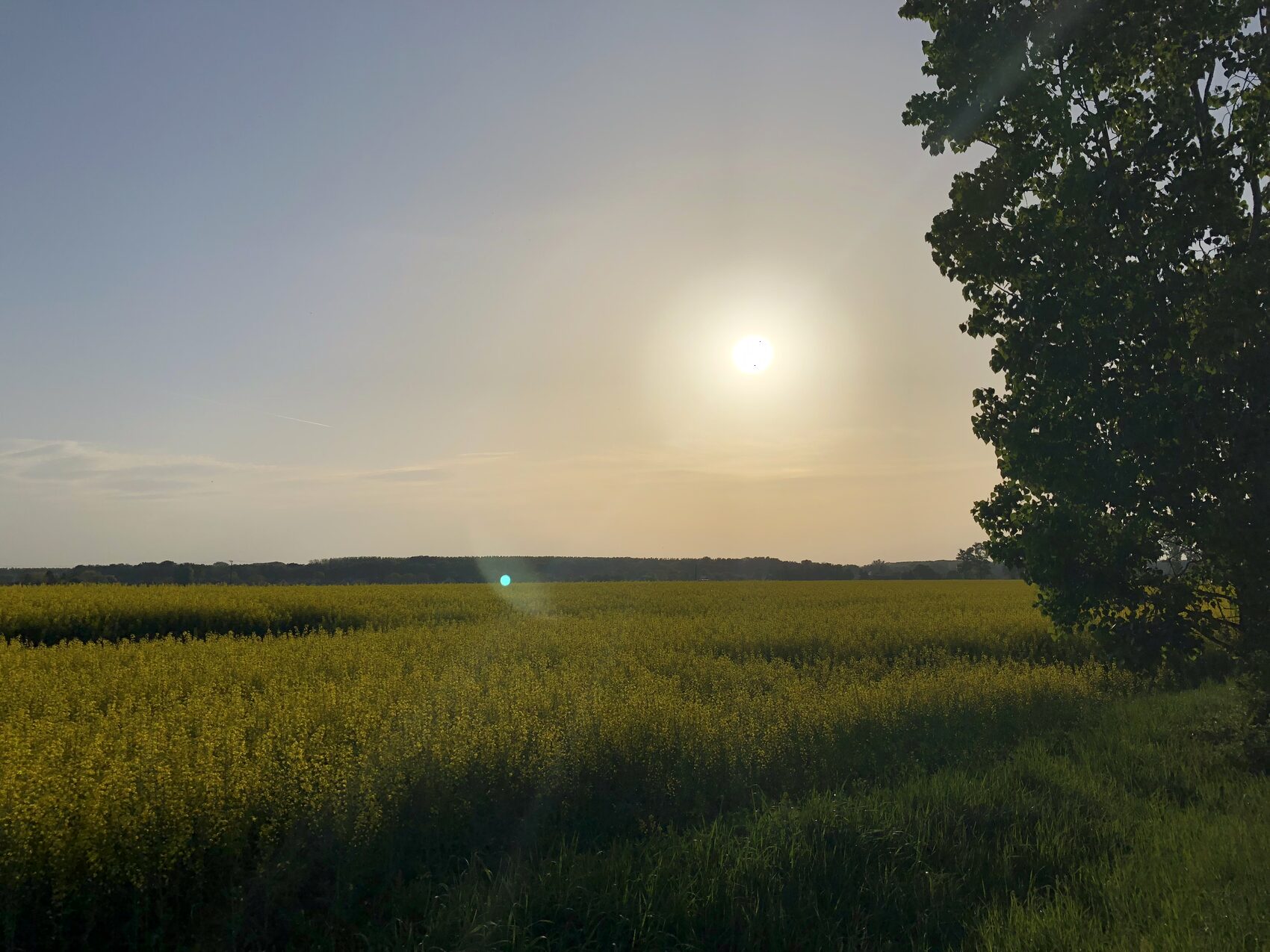 Golden light over a green field
