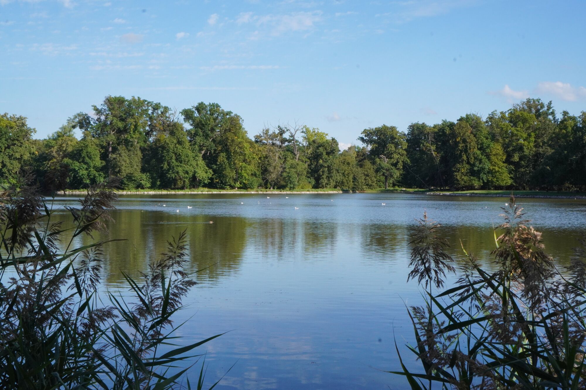 Calm green lake lined with trees