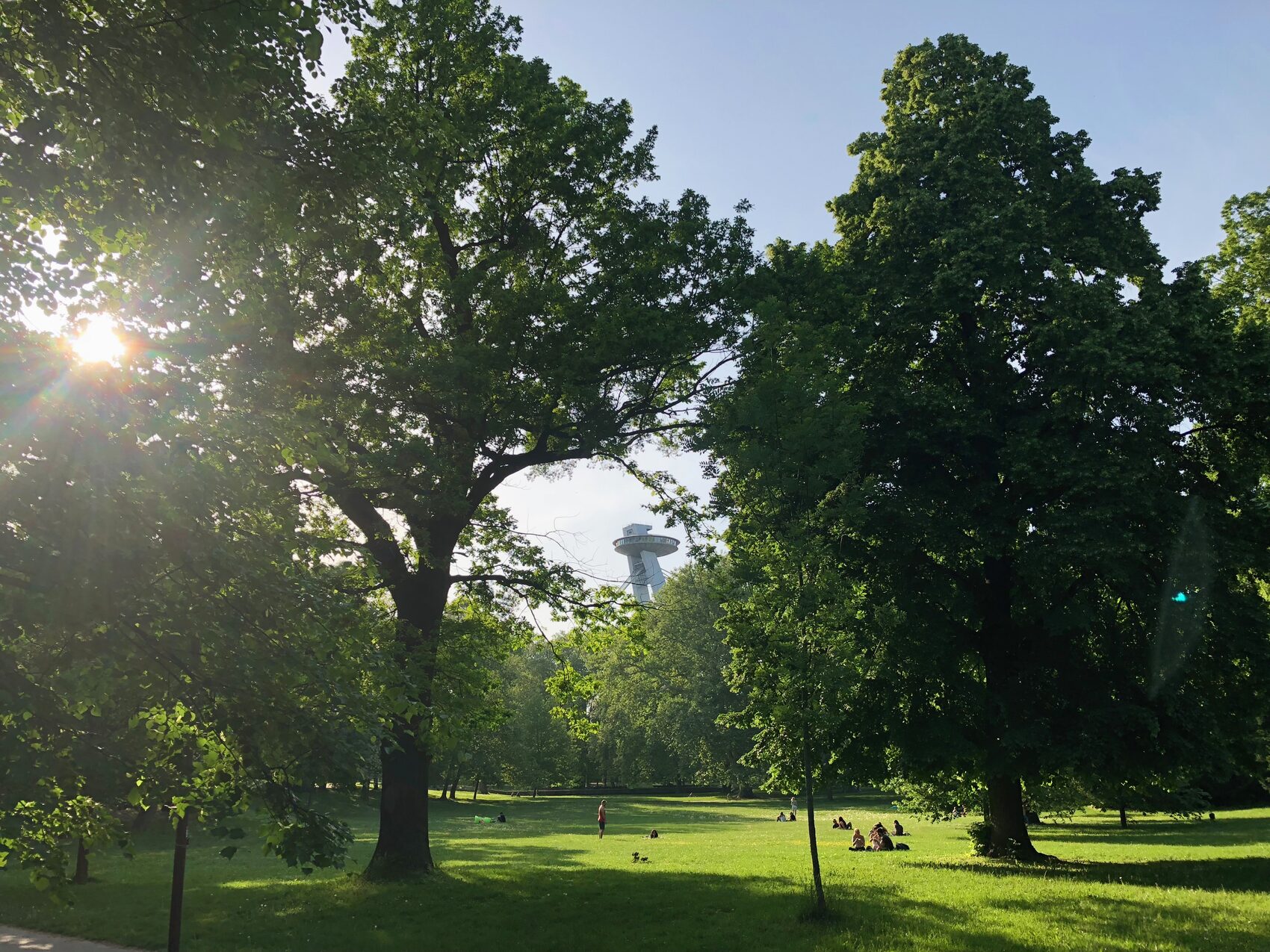 Sunlight bursting through a tree